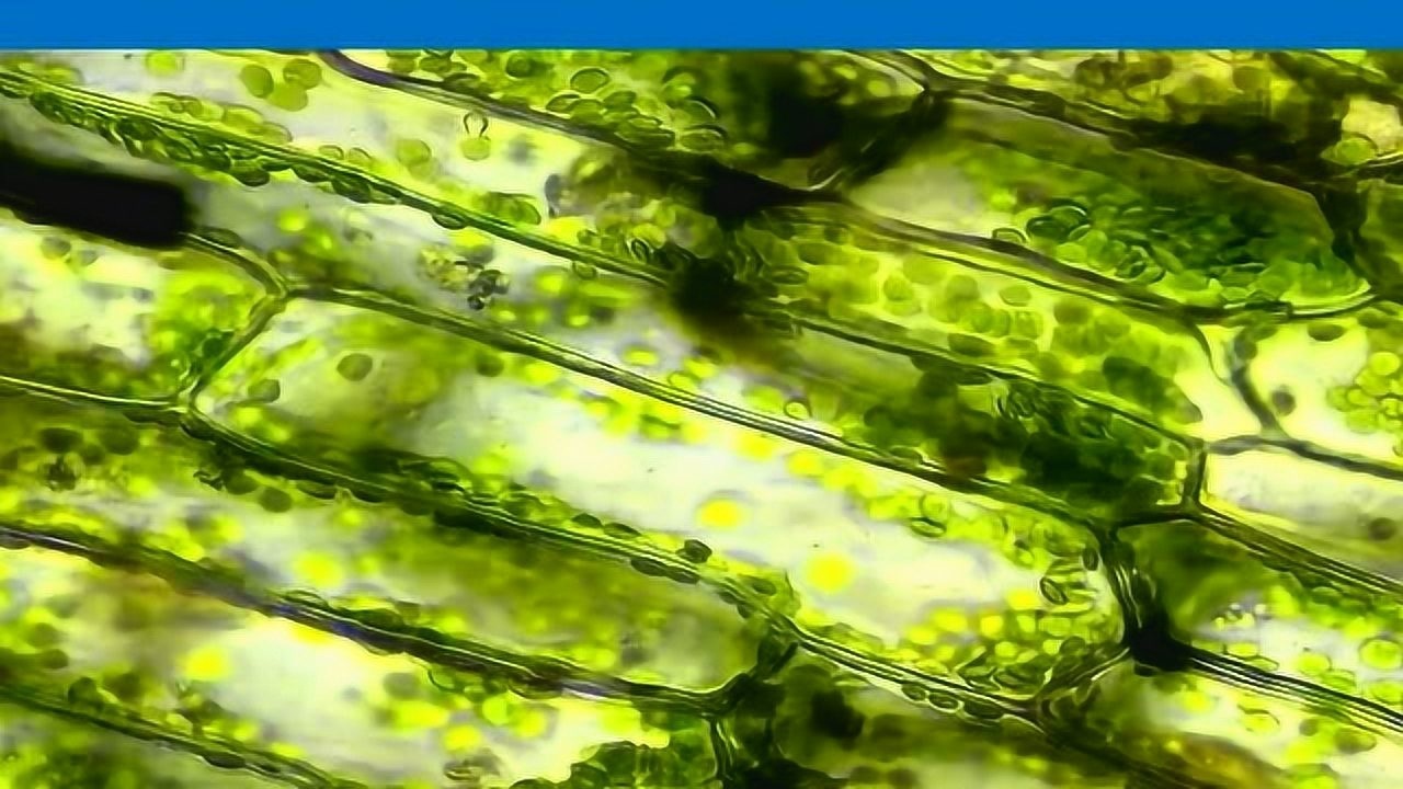 用高倍显微镜观察叶绿体和细胞质的流动