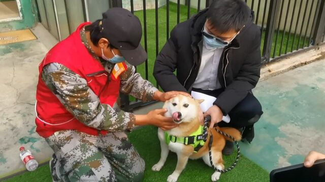 “卖身还债”的柴犬登登被新主人接走 饲养员熬夜写信哭红双眼