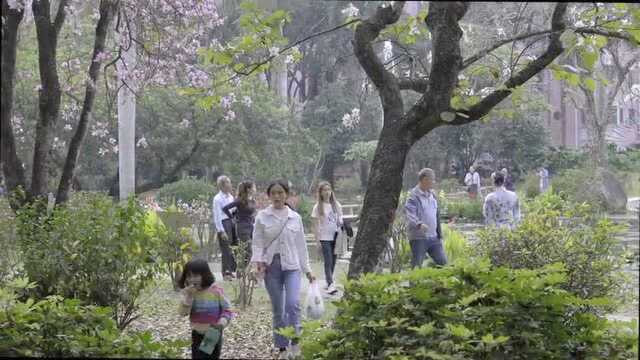 大家都熟悉的禾雀花,有一个神奇的秘密,一旦解锁就会弹射 