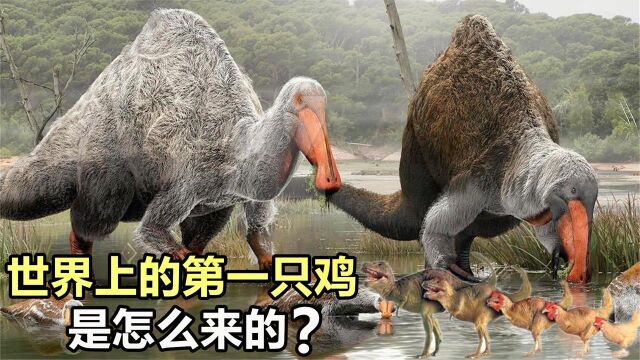 纪录片:科普:世界上第一只鸡怎么来的?先有鸡还是先有蛋?