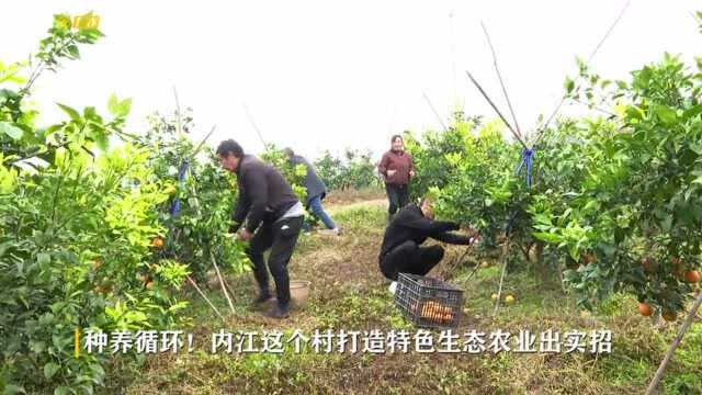 小康圆梦 | 种养循环!内江这个村打造特色生态农业出实招