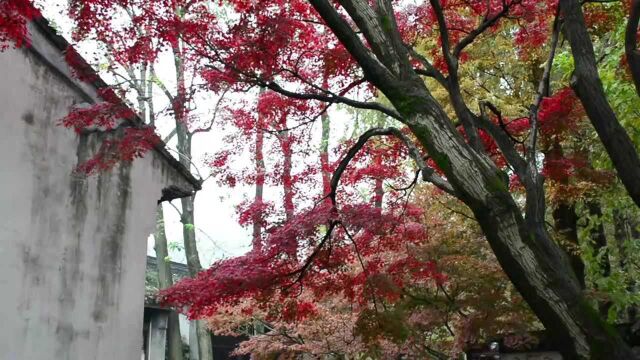 银杏黄,枫叶红,冬日无锡,锡惠公园恰似一幅油画