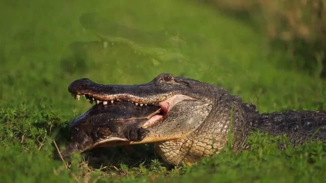 實拍鱷魚吃烏龜全過程__烏龜受盡折磨而死