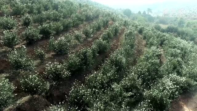 湖南茶陵:5000亩油茶花竞相盛开