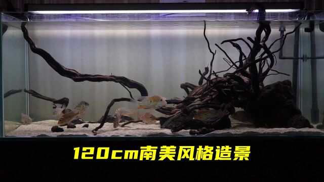 120cm大型水族箱,南美风格的,生物群落造景