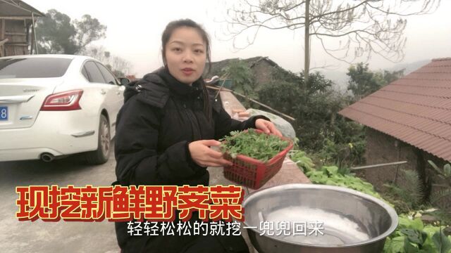 野荠菜最是鲜嫩的季节,出门一会儿就挖一筐筐!烙饼大人小孩都爱吃!