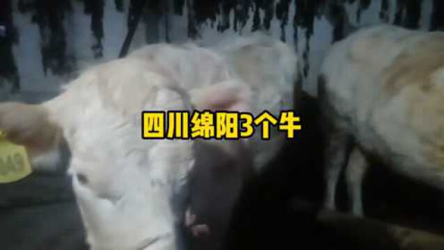 为什么都不喜欢夏洛莱牛呢?绵阳3个大保胎夏洛莱18过磅贵不贵啊