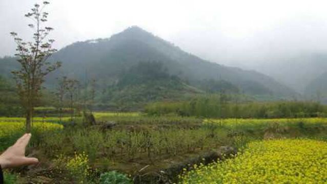 王君植安徽看风水视频,三峰下落内密外宽,黄山风水就是好