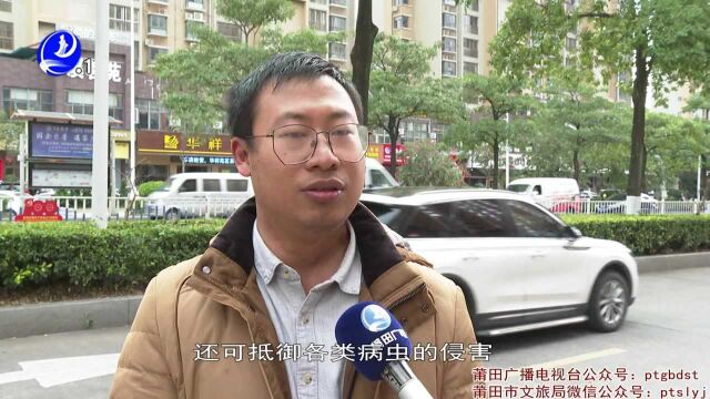 8万株绿化乔木统一“换装”安全过冬