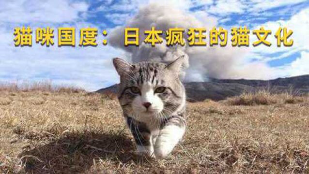 猫咪国度:岛国疯狂的猫文化