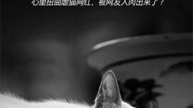 网红小伙为获流量心理扭曲 自拍虐猫视频能火吗? #虐猫 #猫咪