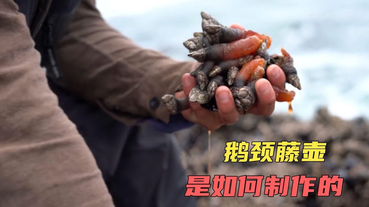 造物工厂_鹅颈藤壶是如何采摘的_高清1080P在线观看平台_腾讯视频