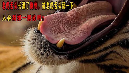 老虎舌头长满了倒刺，被老虎舌头舔一下，人会刮掉一层皮吗？
