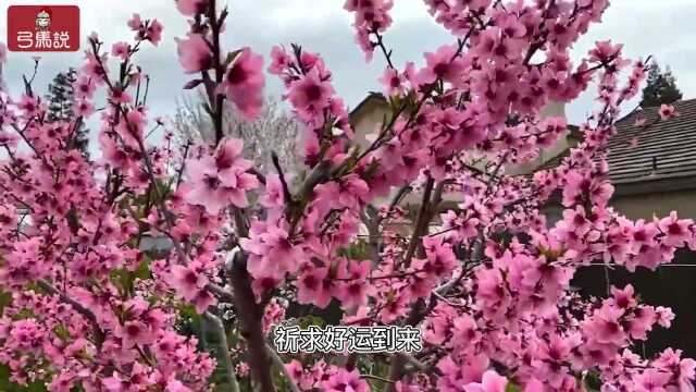 春节冷知识:外国春节知多少?