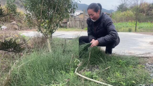 农村家家户户都用到的节节草,在市场要买30元一斤,你家乡有吗?