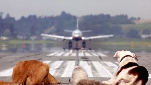 怪奇：两狗一猫机场“公然”阻拦飞机飞行，结果一只狗直接被吓尿