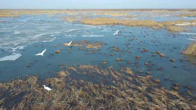 【做好生态文章 建设魅力宝清】 系列三 强治理 重保护 湿地生态显成效