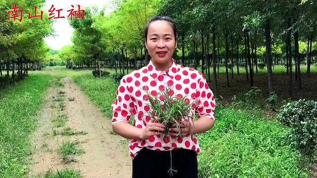 牛筋草不是“草”,煮水价值高?3大用途很实用,别再错过它