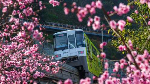 开往春天的列车！重庆地铁穿行花海仿佛置身电影画面