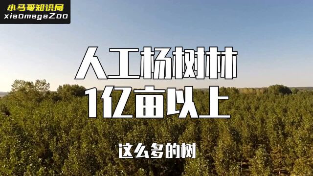 杨树的危害有多大?之前大量引进的杨树,现在为什么不让种?