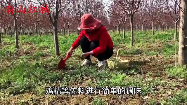 毛妮菜吃过吗?好吃美味价值,懂的人当“宝”挖回家,好东西