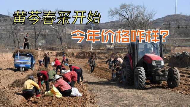 春季采药季到来,药农赶农时采收黄芩,今年的收购价格咋样?