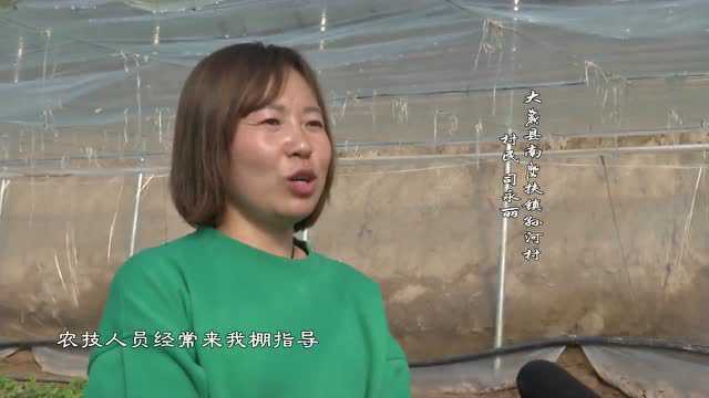 快看视频!大城县设施农业绘就乡村振兴“春韵画卷”