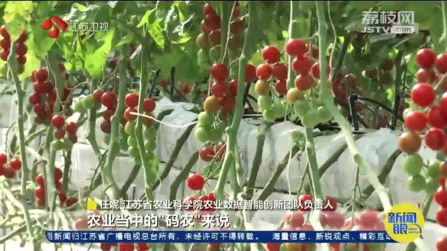 江苏“三农”新面貌:AI管家种出“科技甜” 零经验种植省人工