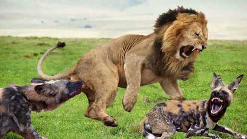 一群野狗杀死了狮子宝宝，雄狮生气攻击野狗，野狗的灭门之灾！