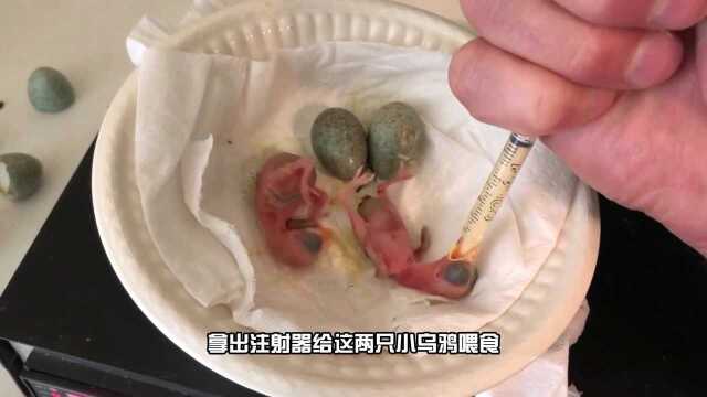 男子砍树救了两个黑蛋刚孵化的乌鸦长这样生命真神奇