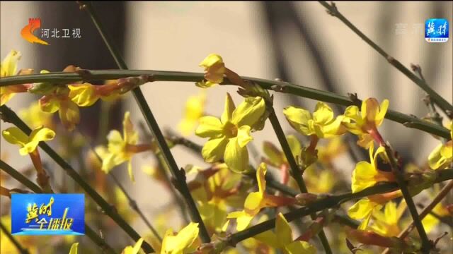 “春天专场”开启,石家庄迎春花绽放,呈现金黄色“花瀑”