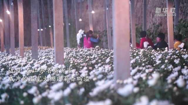 江苏新沂:“小菊花”大产业 托起乡村振兴梦