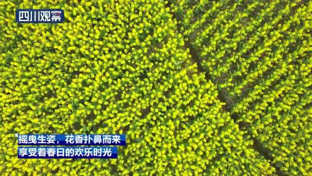 广元旺苍:花开漫地金 缃绮弄春风