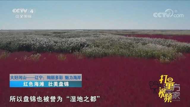 盘锦的湿地面积达到2496平方公里,被誉为“湿地之都”