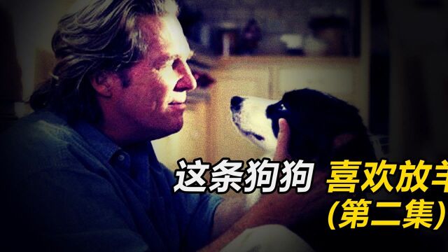 这条狗狗居然很喜欢放羊!《狗年》