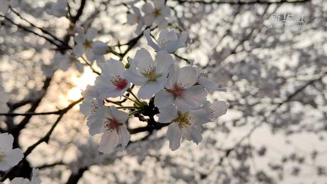 (电视通稿ⷥ›𝥆…ⷧ侤𜚩武汉:樱花绽放春光好 夜樱绚丽别样美