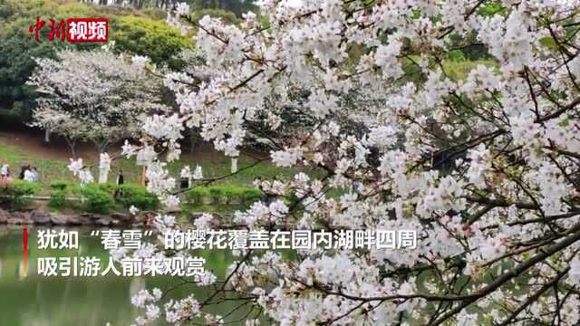 湖南省植物园樱花盛开如“春雪”