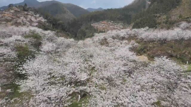 (电视通稿ⷥ›𝥆…ⷧ”Ÿ态)湖南永州:湘江大峡谷樱花迎春绽放