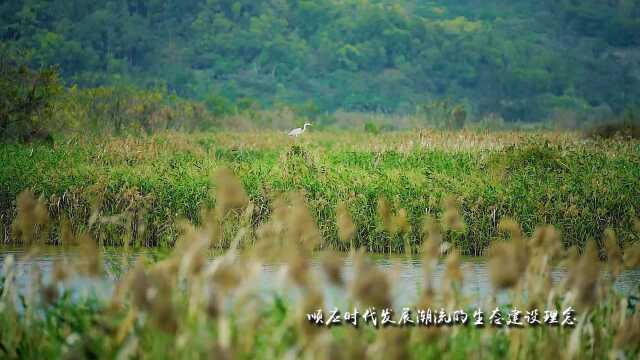 深耕绿色理念 打造淇澳岛绿色旅游发展新风貌2