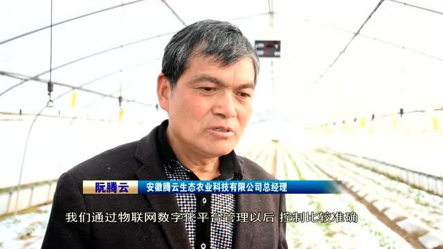 白山镇:“智慧” 农业 助力乡村振兴