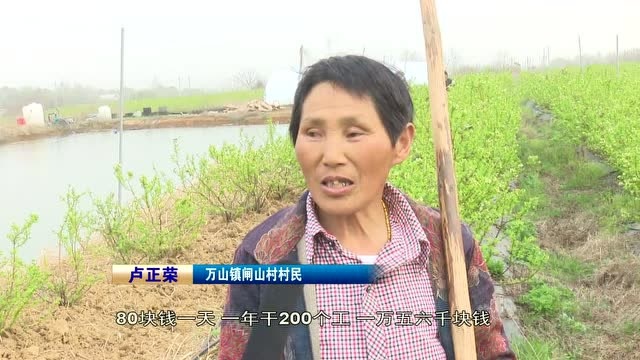 蓝莓基地管护忙 村民“打农”收入高