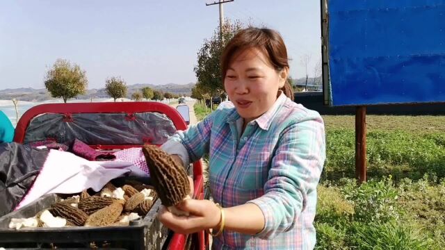 探秘汉中羊肚菌种植基地,采收旺季收购价多少?有人绝收有人跟风