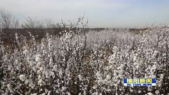 春暖花开踏青趣!榆林这个地方万亩杏花邀您来“打卡”