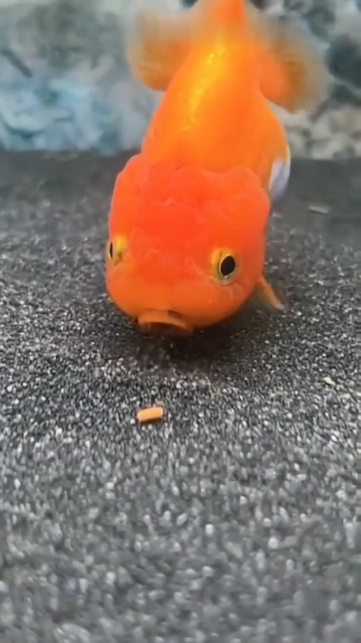 原来金鱼这样吃饭_高清