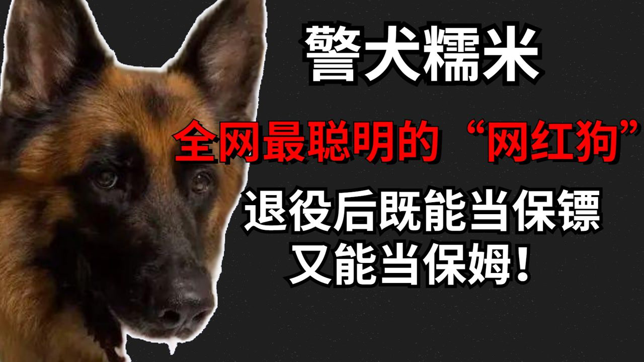 军犬糯米图片