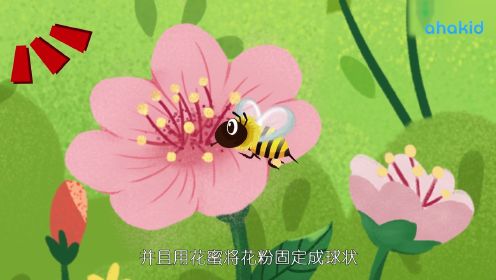 第03集 蜜蜂为什么会采花蜜？