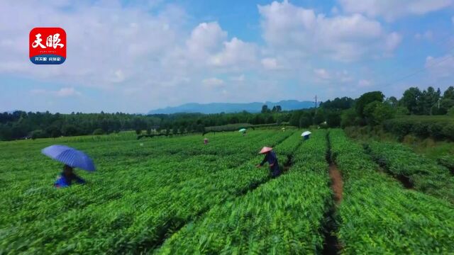 产业之美—— 从9.77万亩茶叶种植面积到60万亩规模,中国茶业百强县第一名名副其实