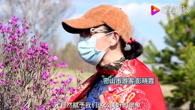 约起!密山的映山红开啦!现在去刚好