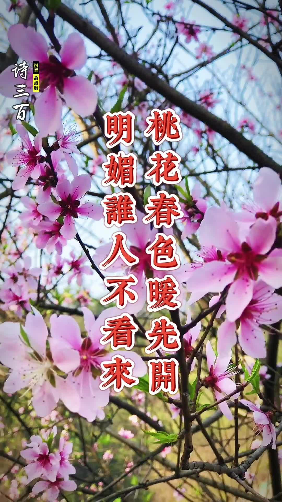 诗三百诵读版 周朴 桃花 桃花春色暖先开 明媚谁人不看来