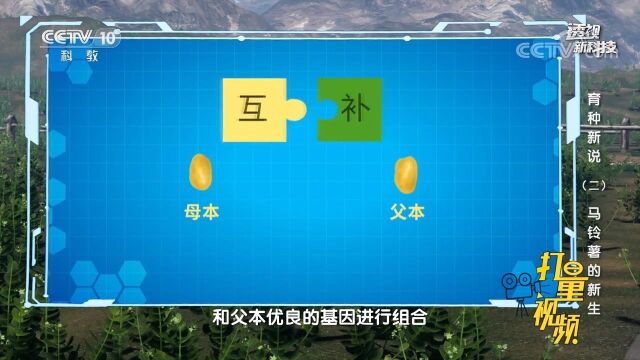 我国科学家利用基因组设计,改良了马铃薯的基因